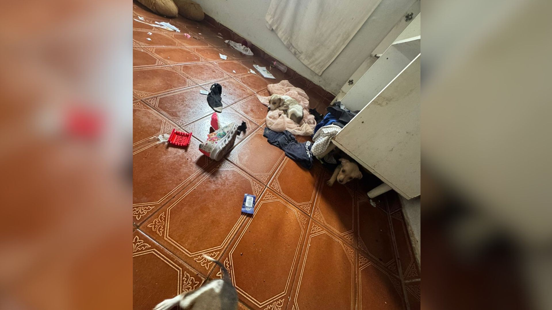 Mulher suspeita de causar morte de 5 cães é multada em R$ 38 mil por maus-tratos e por manter animais silvestres em cativeiro 