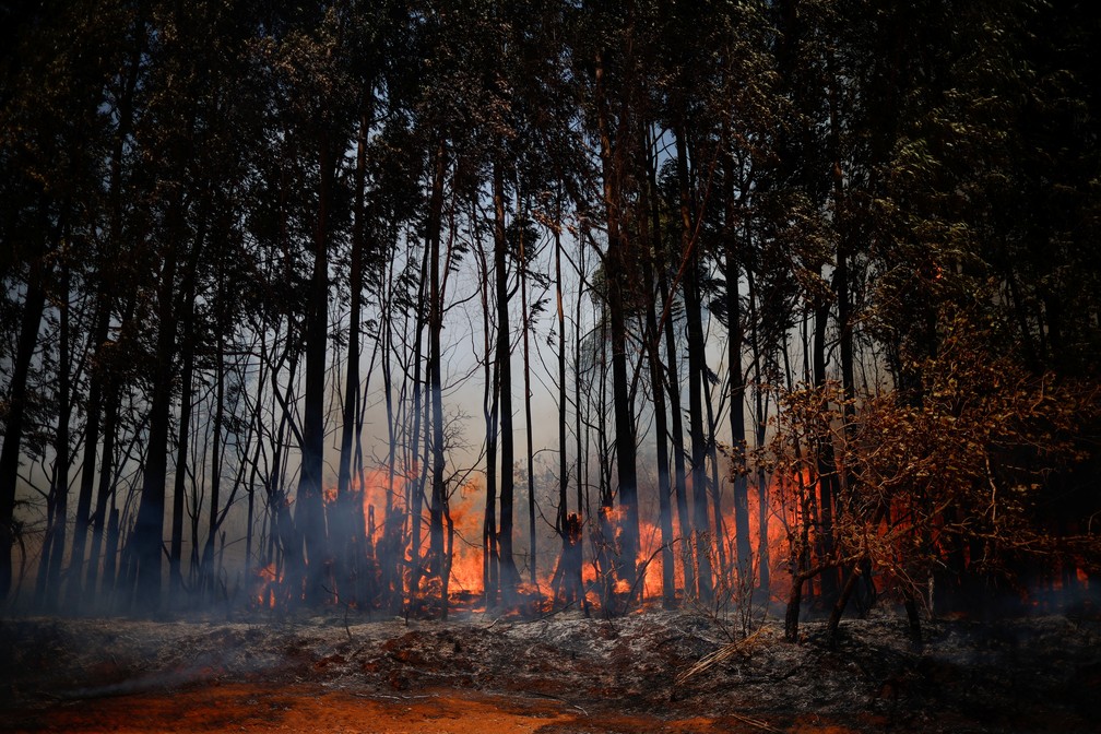 Chamas de incêndio florestal em uma área da Floresta Nacional de Brasília, no último dia 4 de setembro. — Foto: REUTERS/Adriano Machado