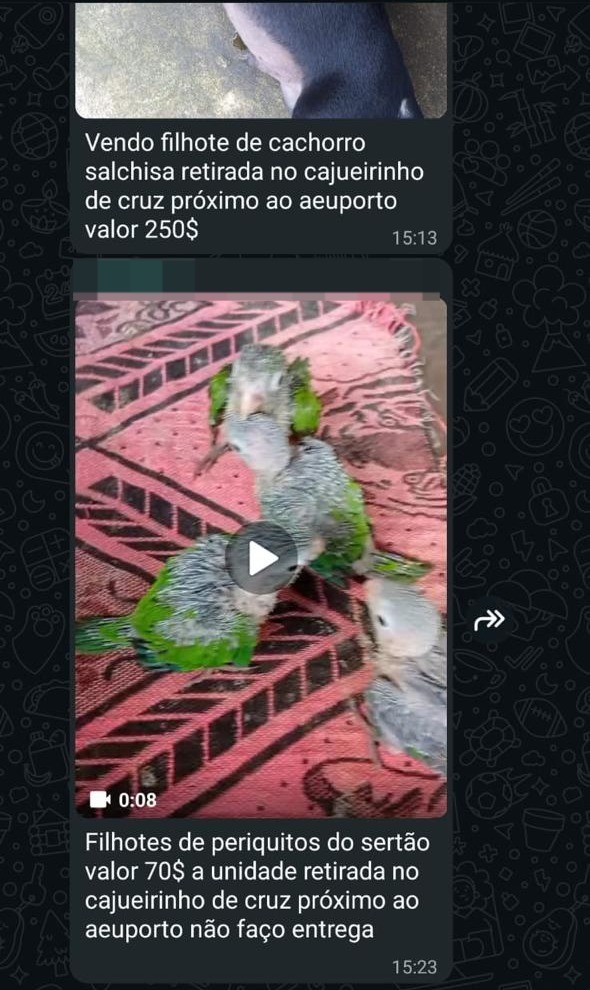Traficantes usam grupos de mensagens para vender animais silvestres. — Foto: Ibama/Reprodução