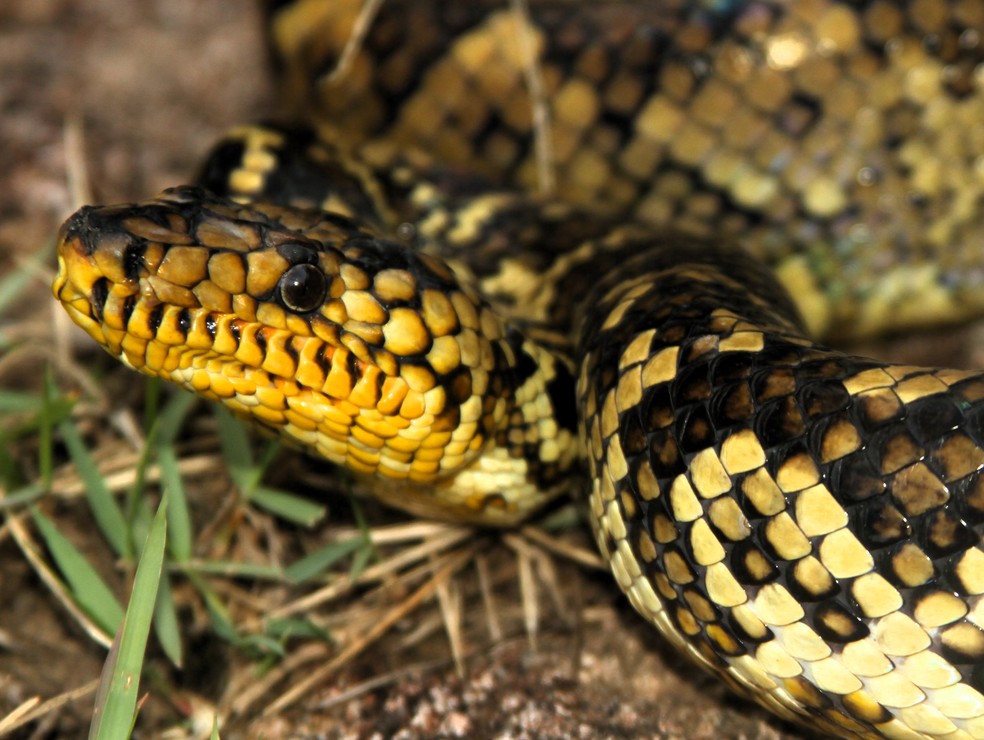 Característica de fossetas labiais ajudam a identificar espécie que não é venenosa — Foto: Projeto Jiboia-do-ribeira