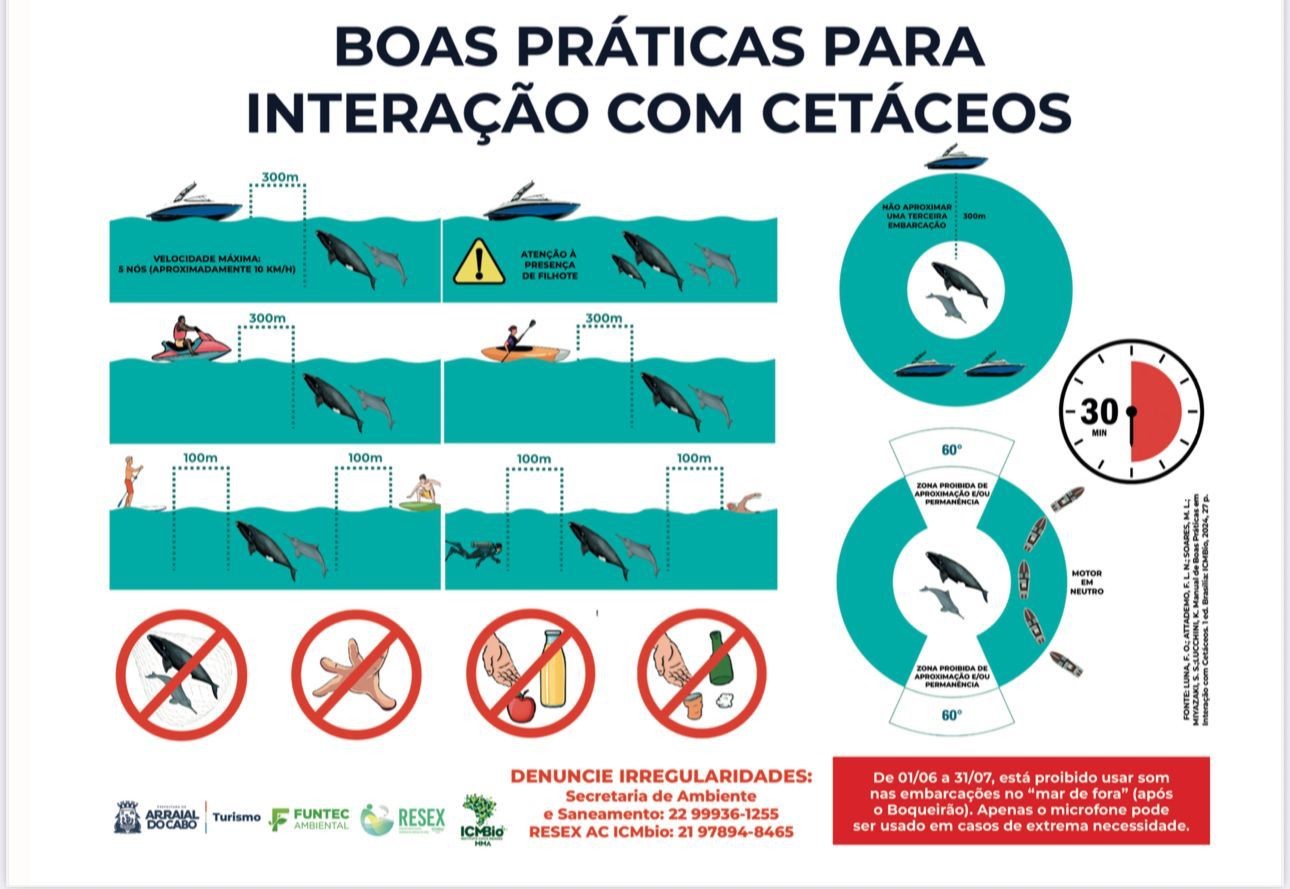 Baleia atropelada por barco em Arraial do Cabo choca redes sociais