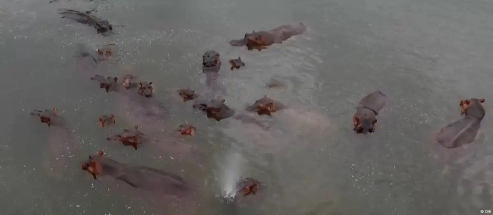 Col&ocirc;mbia debate h&aacute; anos o que fazer com os quase 200 hipop&oacute;tamos selvagens que habitam as margens do rio Magdalena &mdash; Foto: DW