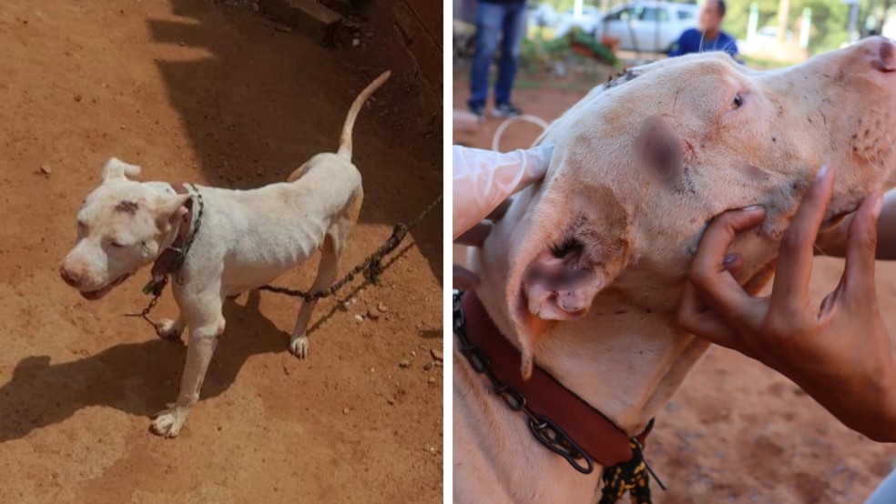 Pit bull foi encontrado acorrentado e com machucados — Foto: Divulgação/Polícia Civil