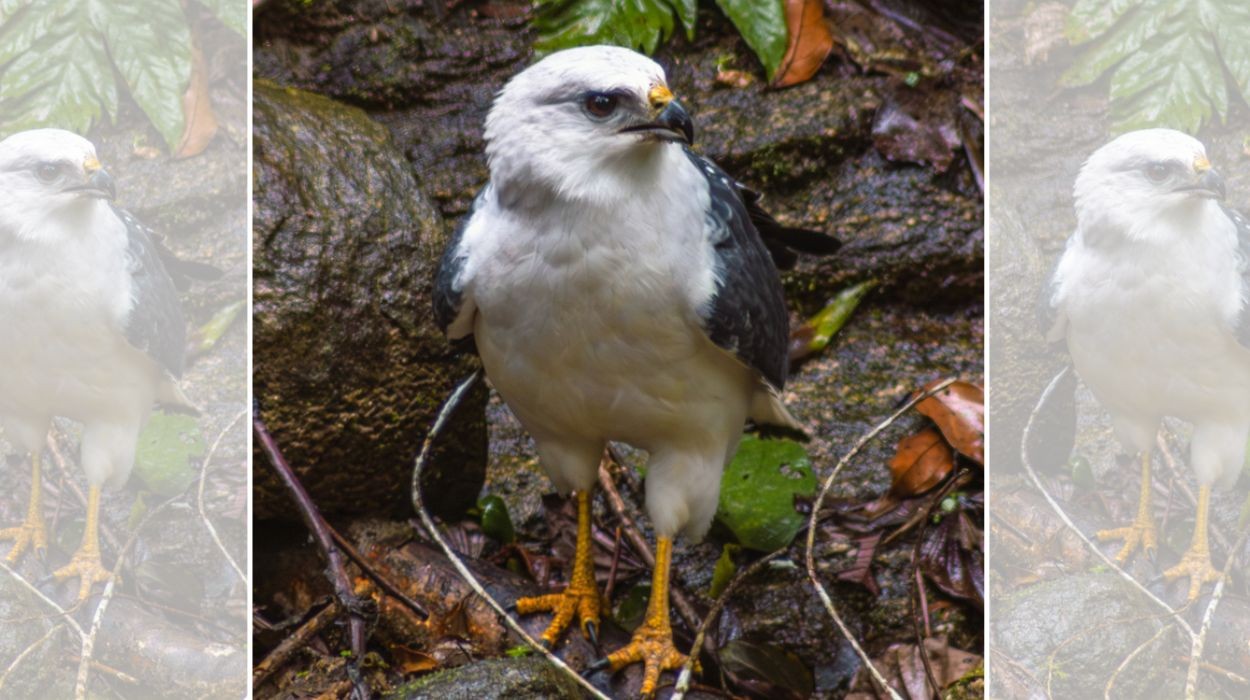 Gavião ameaçado de extinção é filmado em cena rara no chão da Mata Atlântica