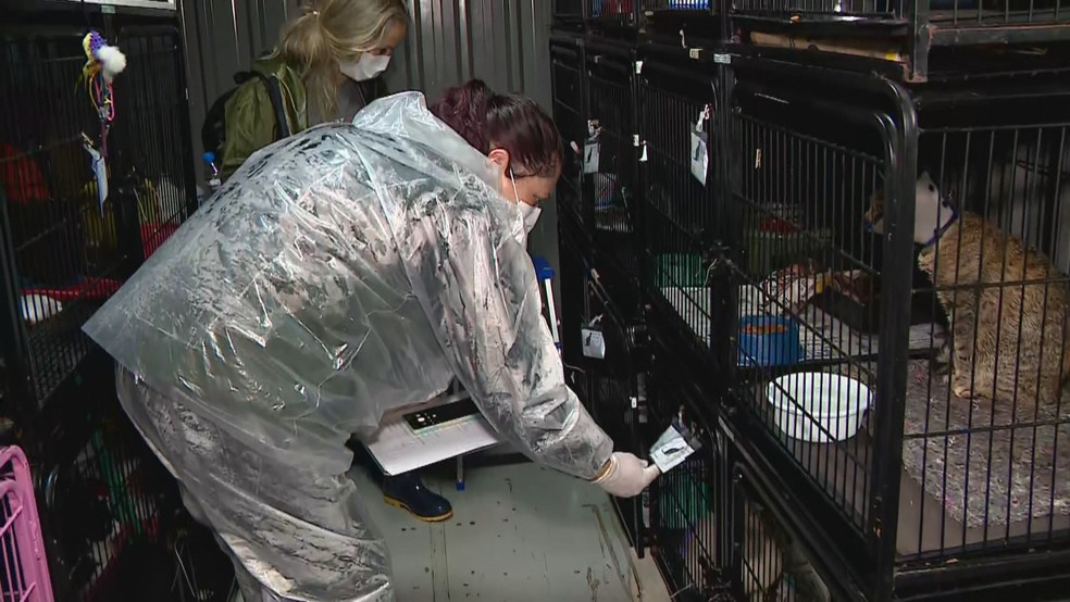 Animais eram eutanasiados, segundo Polícia Civil — Foto: Reprodução/RBS TV