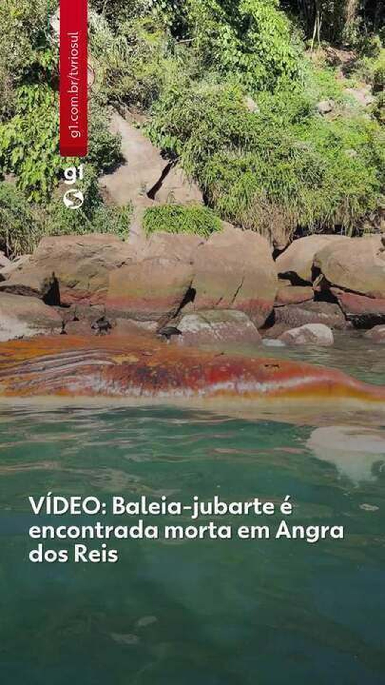 VÍDEO: Baleia-jubarte é encontrada morta em Angra dos Reis