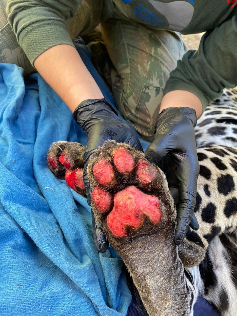 Resgatados com queimaduras, animais vítimas do fogo do Pantanal lutam para sobreviver