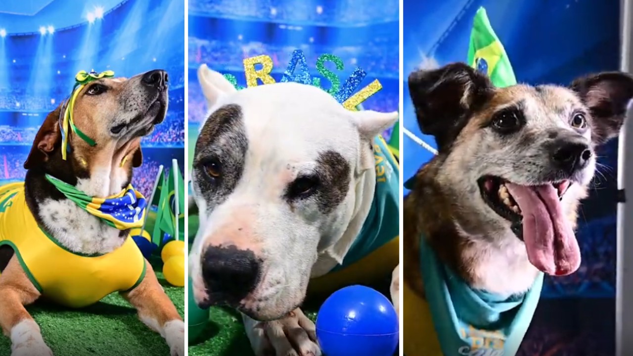 Neydog Junior, Cãosemiro e Vini Dog Jr.: campanha de adoção de cães se inspira em jogadores da seleção na Copa; veja como adotar
