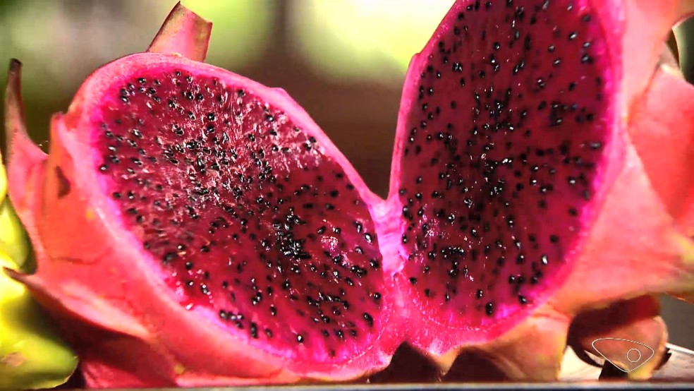 Pitaya, em imagem de arquivo — Foto: TV Globo/ Reprodução