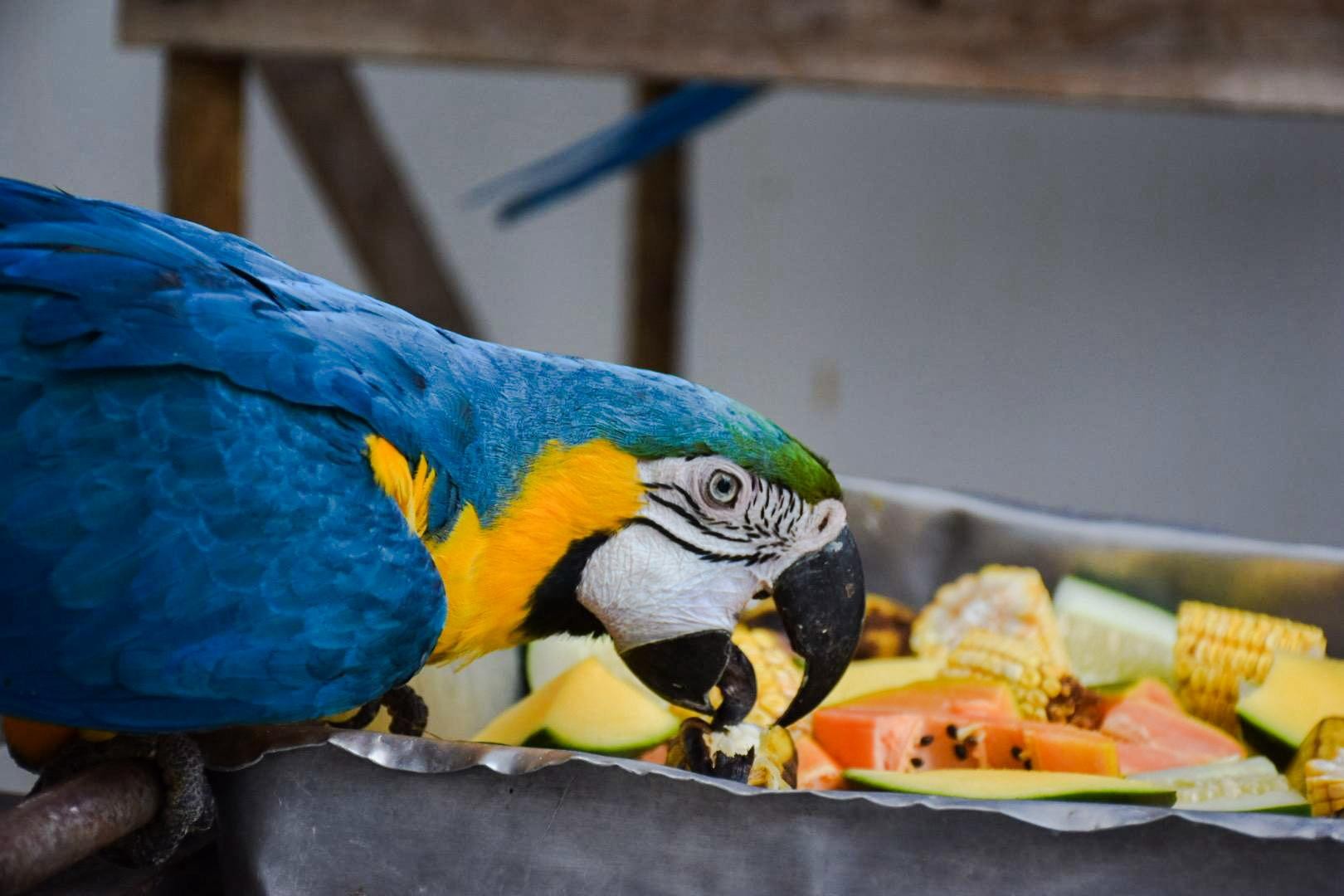 Cemafauna, em Petrolina, acolhe araras-canindé em projeto regional de reabilitação