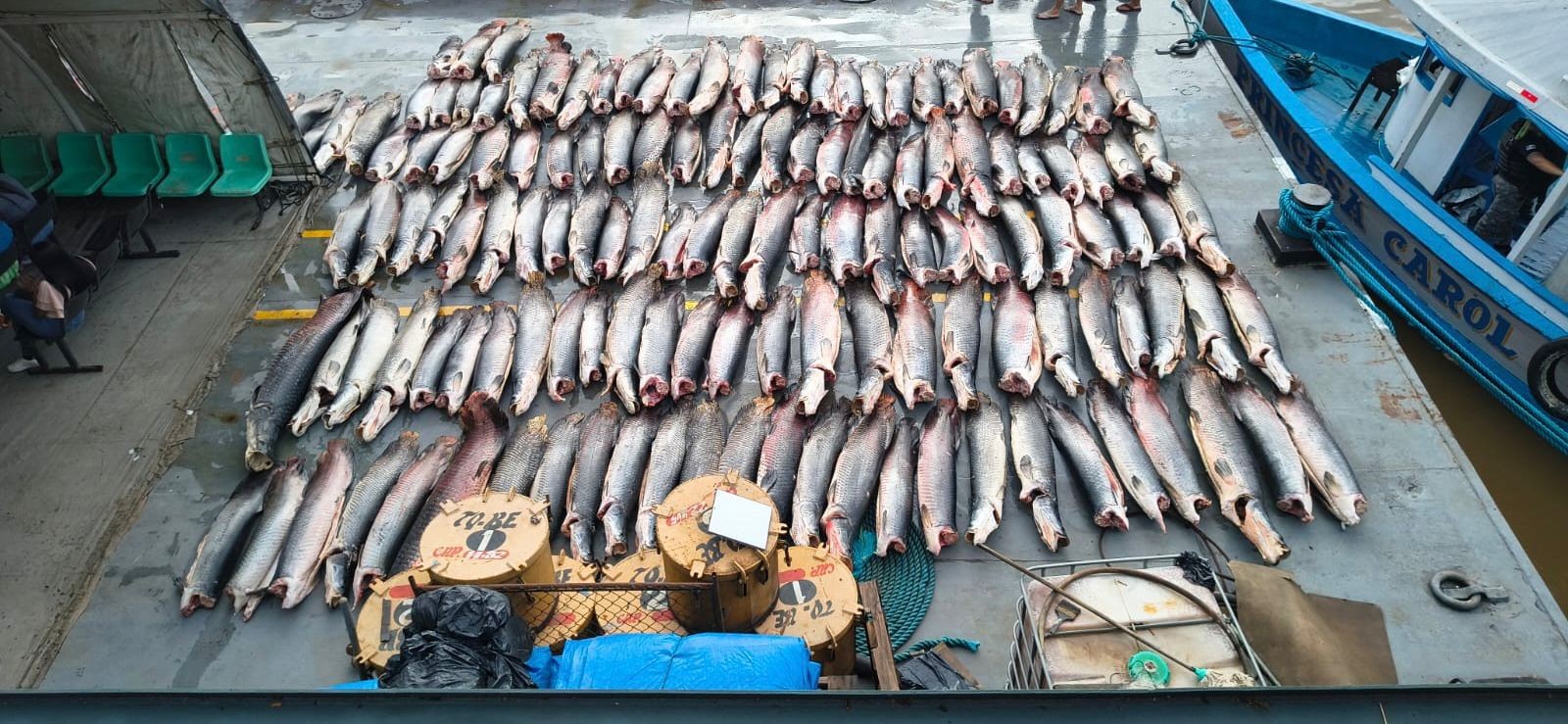 Mais de 16 toneladas de peixe ilegal são apreendidas e entregues a comunidades do Amazonas