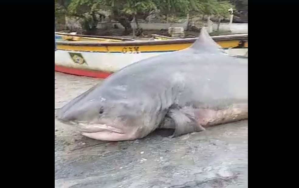 Homem que pescou tubarão em risco de extinção em Fortaleza vai prestar  serviços a comunidade, Ceará