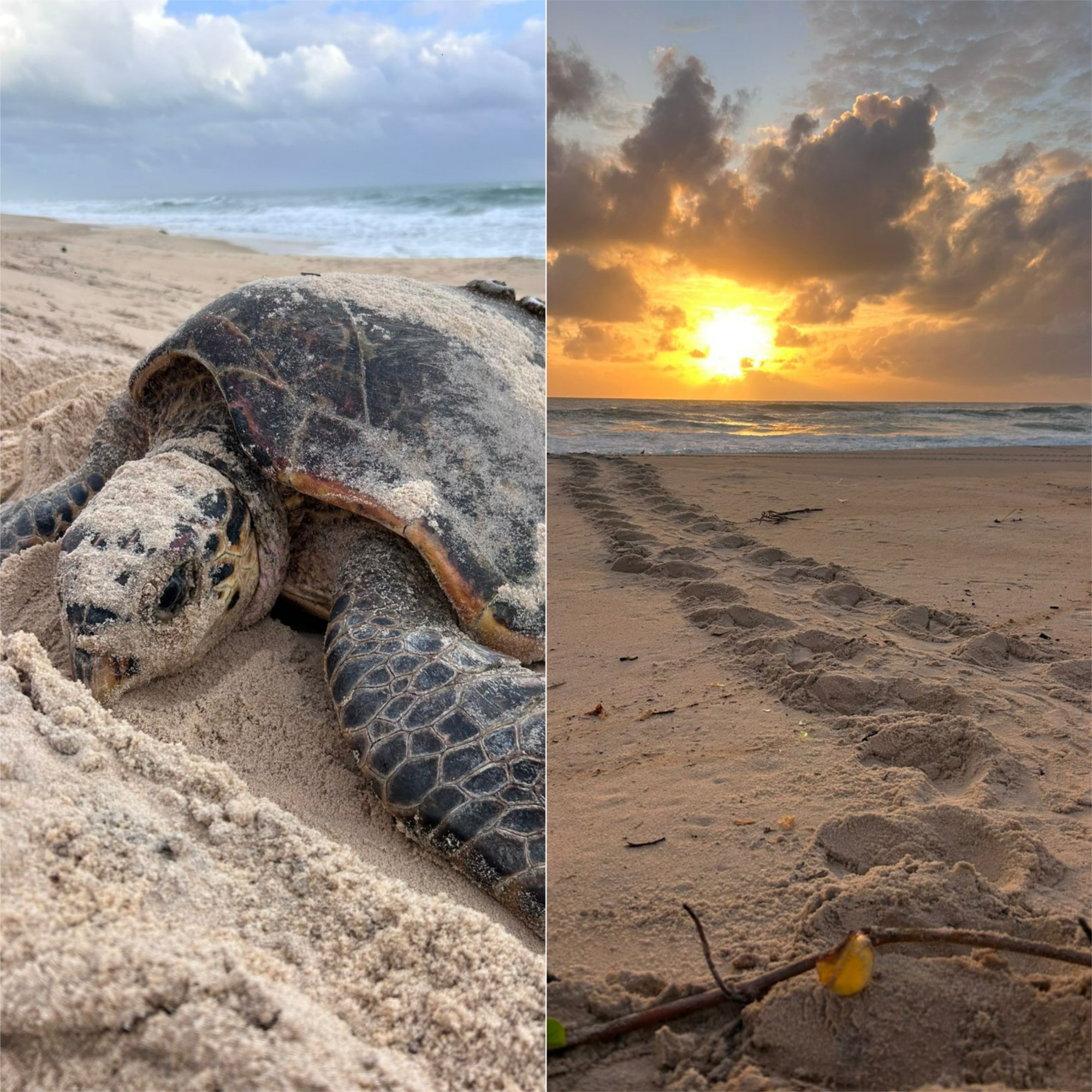 VÍDEO: Tartarugas são flagradas desovando no litoral do RN pela manhã, fato incomum