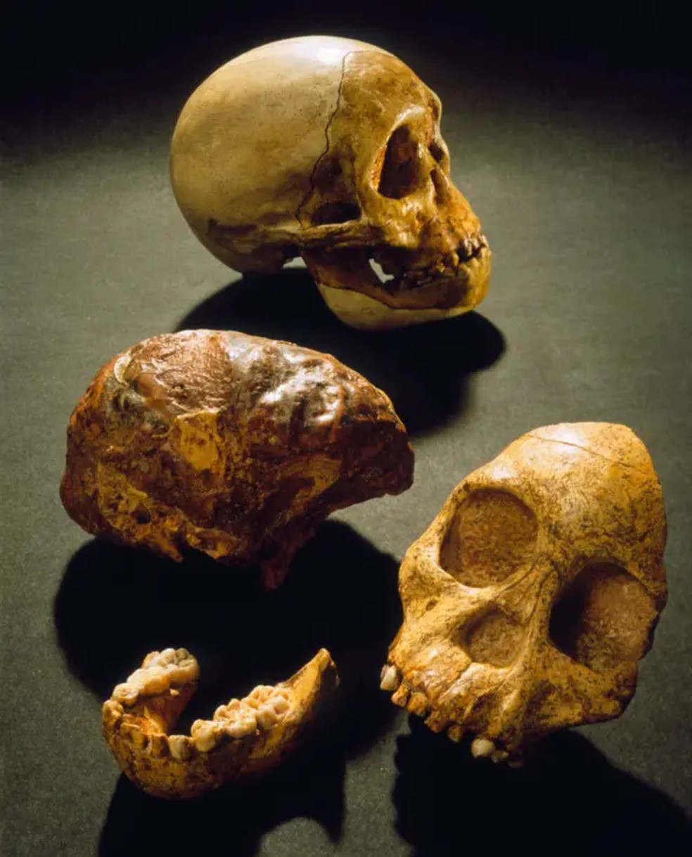 O tamanho dos dentes, a ausência de uma sobrancelha pronunciada, o formato da testa e do maxilar e o tamanho do cérebro convenceram o cientista de que o fóssil estava mais próximo de um humano do que de um macaco — Foto: Science Photo Library