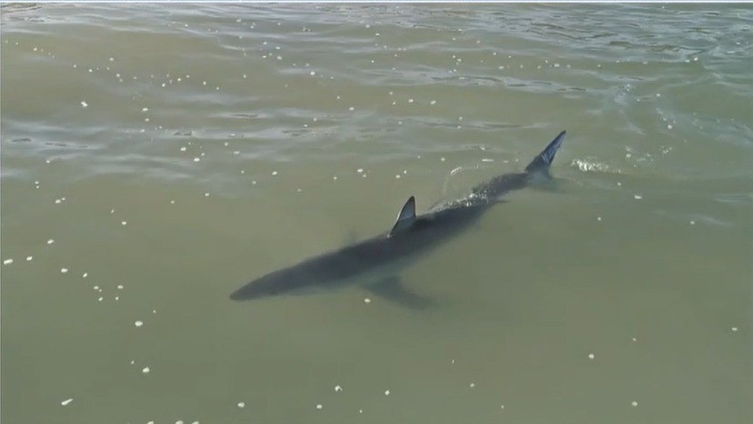 Tubarão mais veloz do mundo é flagrado a poucos metros da areia em praia de Imbituba (SC); VÍDEO