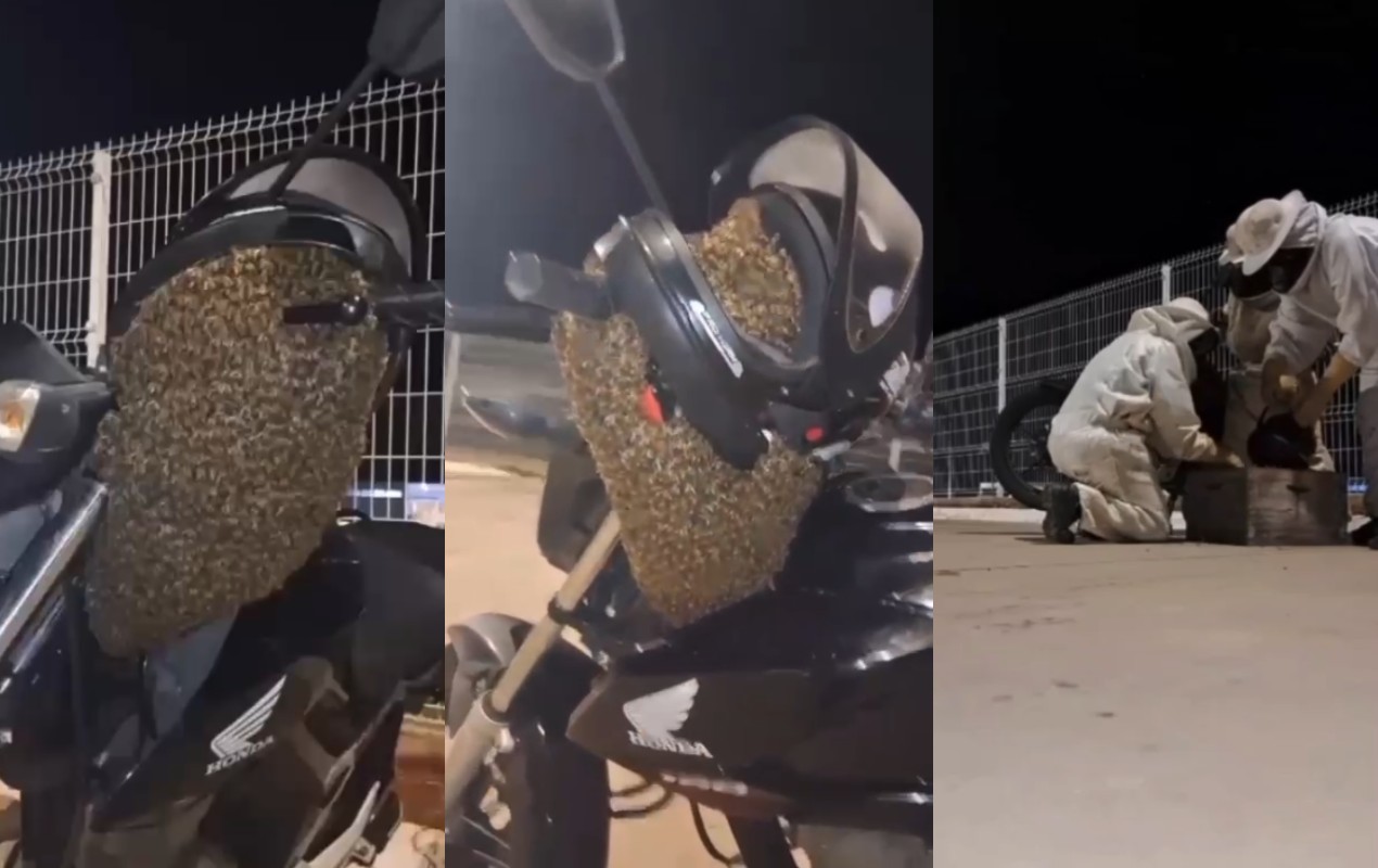 VÍDEO: Abelhas escolhem moto para 'descansar' e mobilizam Vigilância Ambiental em Botucatu