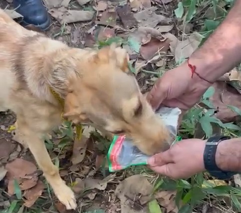 Vira-lata caramelo cai dentro de poço e é resgatado no interior de SP; vídeo