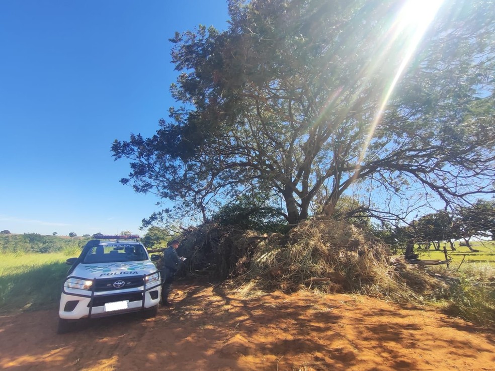 Homem é multado em R$ 3,6 mil por cortar 12 árvores nativas das espécies ipê-amarelo e leiteiro em Rancharia (SP) — Foto: Reprodução/Polícia Ambiental