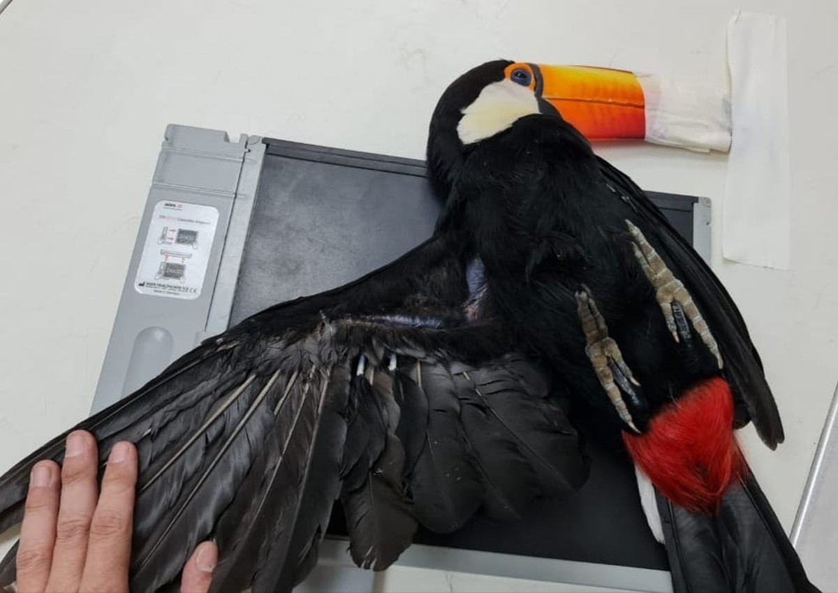 Tucano morre após ser encontrado ferido em Resende | Sul do Rio e Costa ...