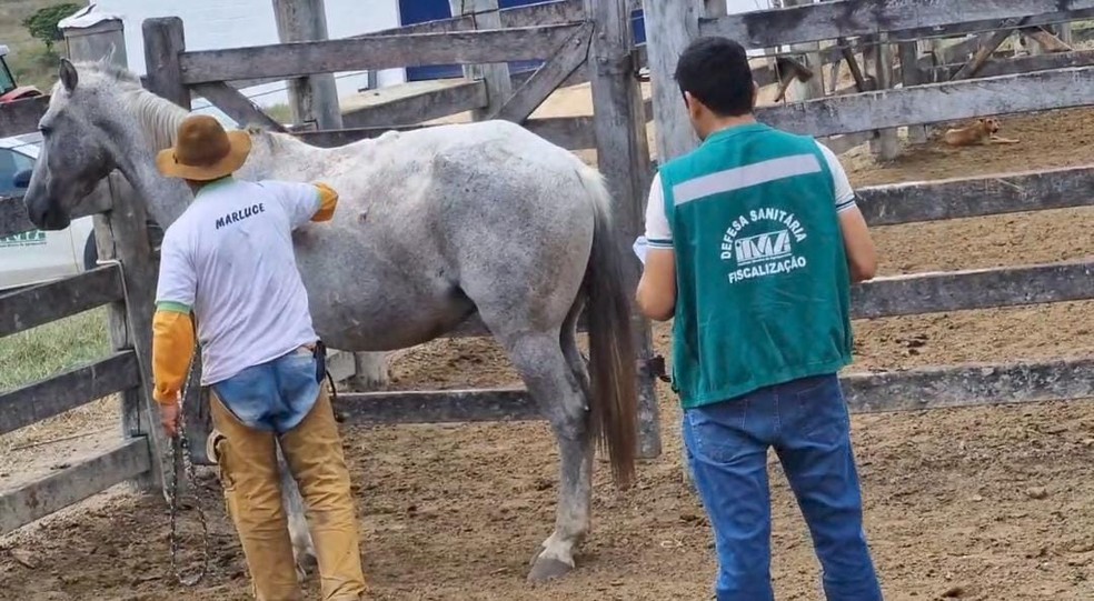 IMA em propriedade rural de Almenara — Foto: Divulgação/IMA