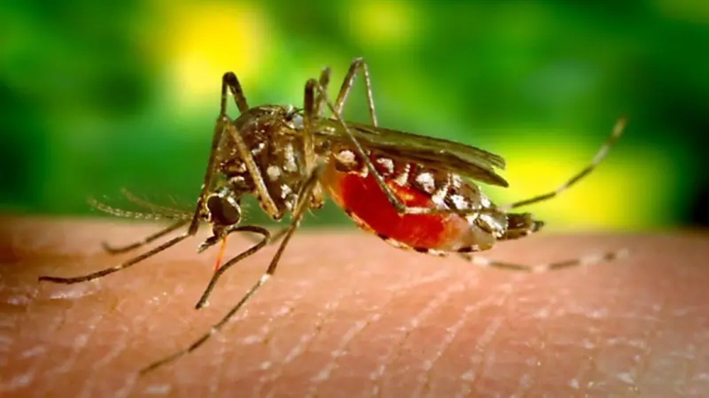 Ministério da Saúde suspende vacina da dengue do Butantan após reações adversas severas