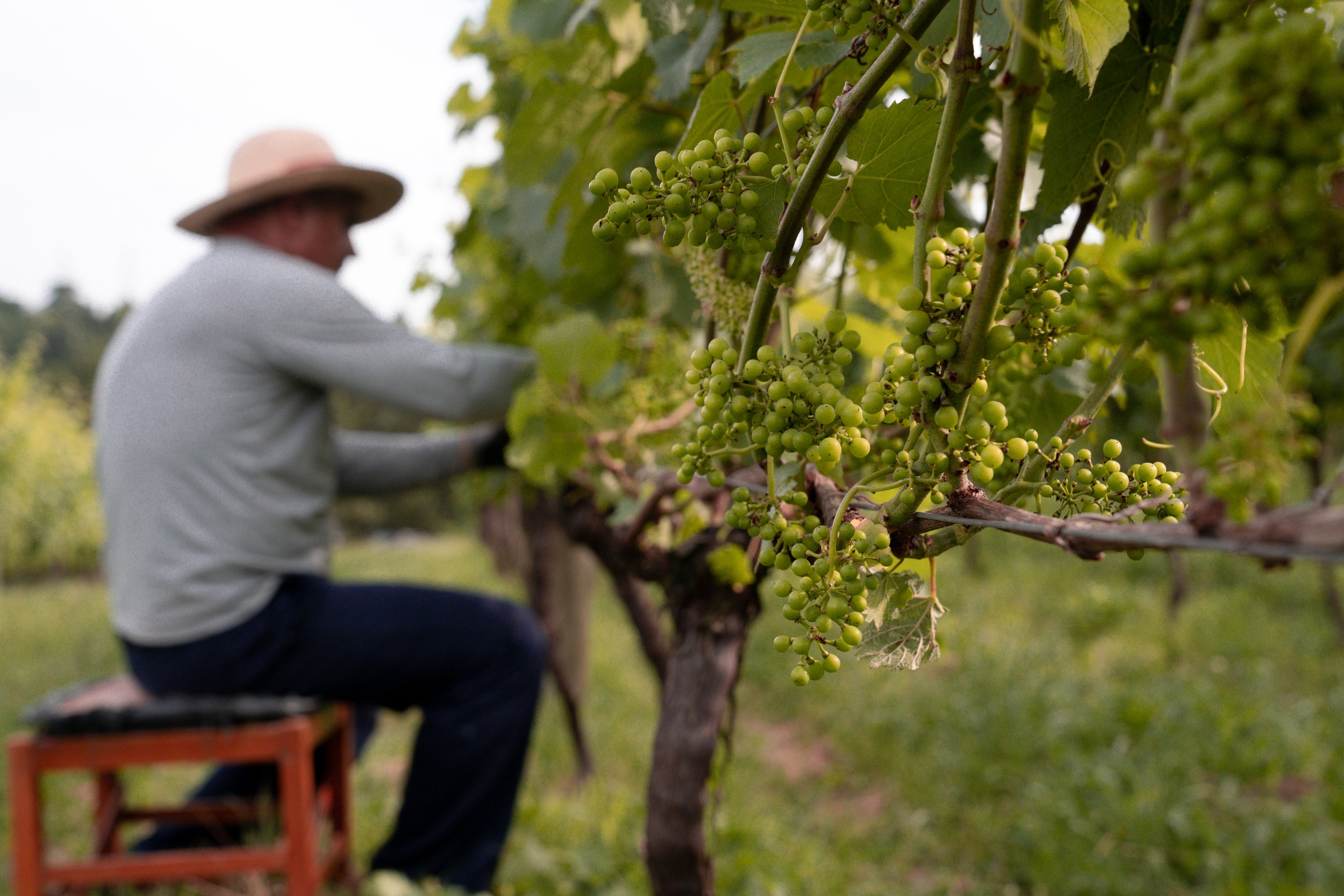 Vinhos soterrados por enchentes no RS viram edição especial; agricultores celebram retomada após tragédia