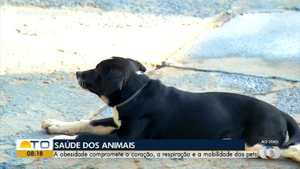 Obesidade impacta a saúde dos animais de estimação