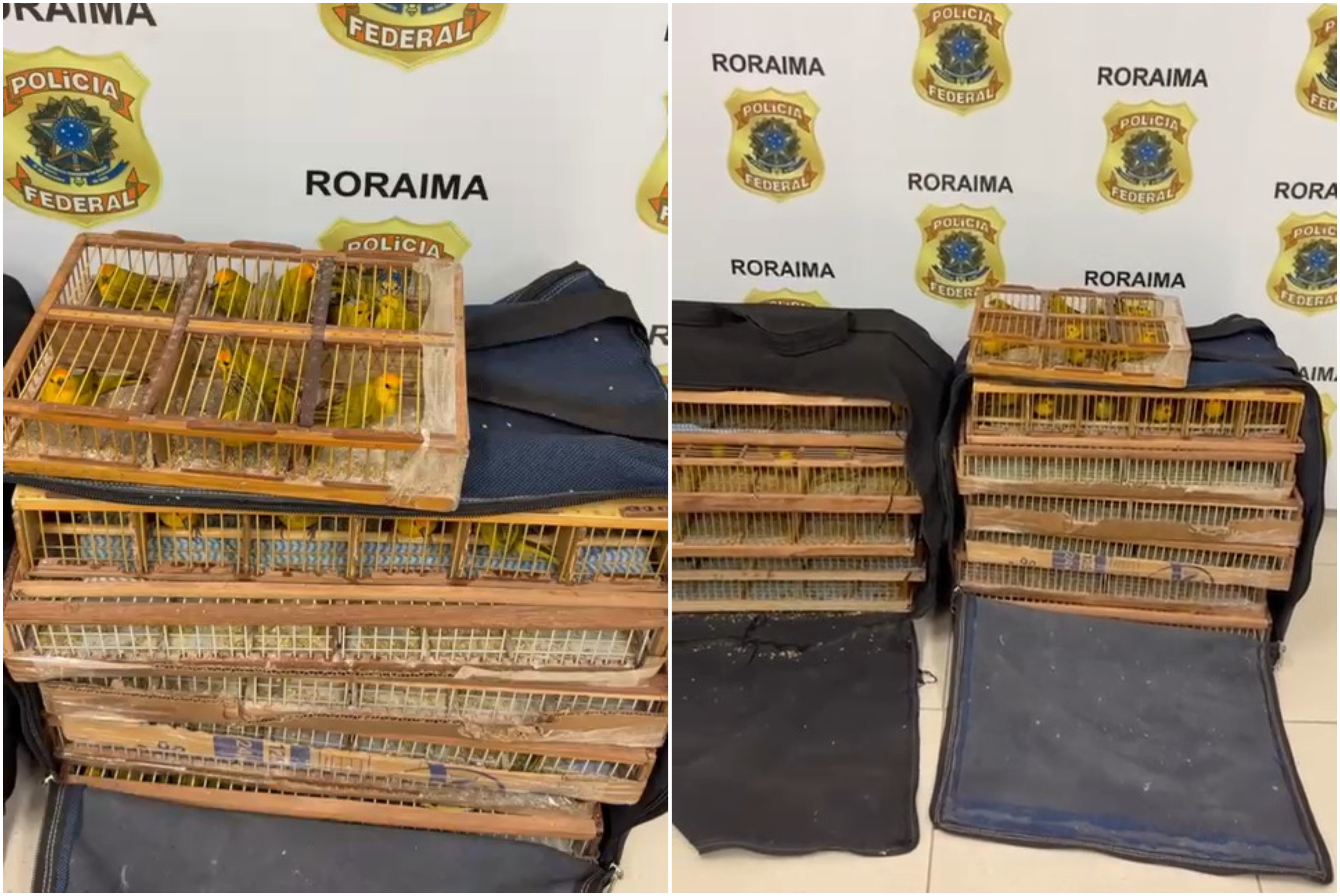 PF prende dupla e apreende mais 350 canários-da-terra em dez dias em Roraima