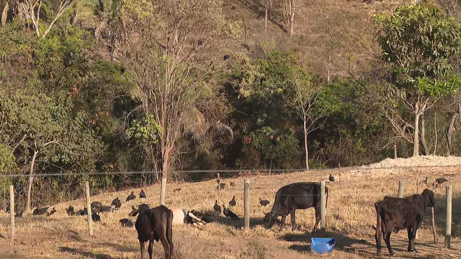 Dois bezerros e uma vaca morrem após suposto ataque de onça no DF