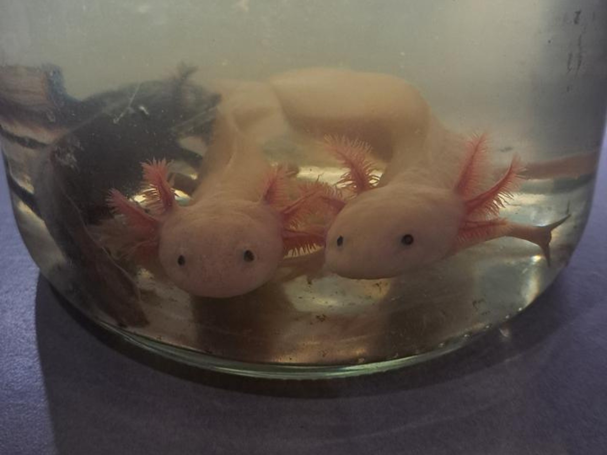 Axolote, espécie ameaçada e popular em jogo de videogame, é apreendido pela polícia no Paraná; veja outros animais resgatados