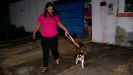 Saiba como deve ser feito o transporte de animais em passeios de carro