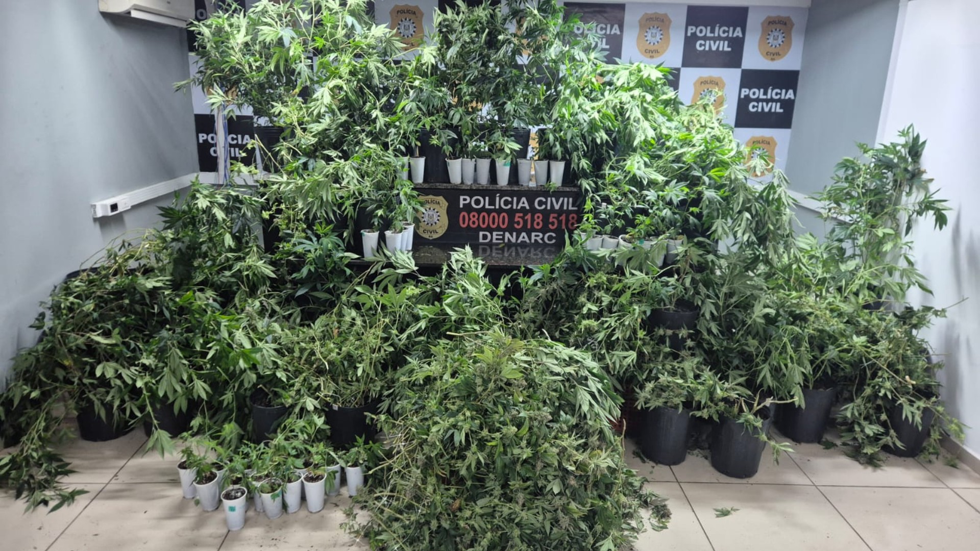 'Local sem nenhuma suspeita': Estufa com mais de 80 pés de maconha é descoberta em Porto Alegre