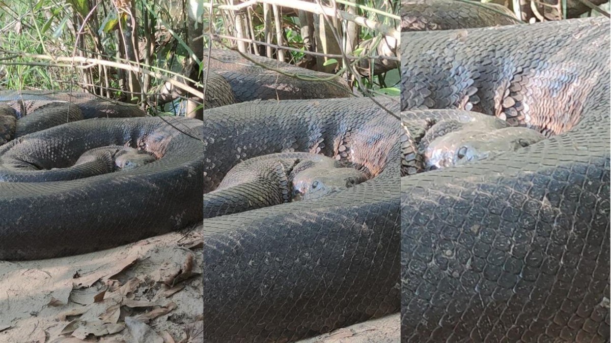 Butantan pesquisará sucuri gigante cuspindo cobra; como isso
