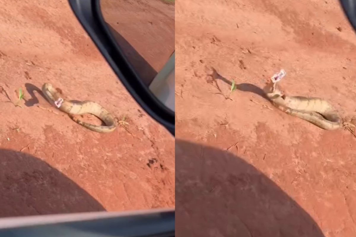 Jiboia dá bote em agrônoma dentro de caminhonete em lavoura: 'Dia mais tranquilo da vida'