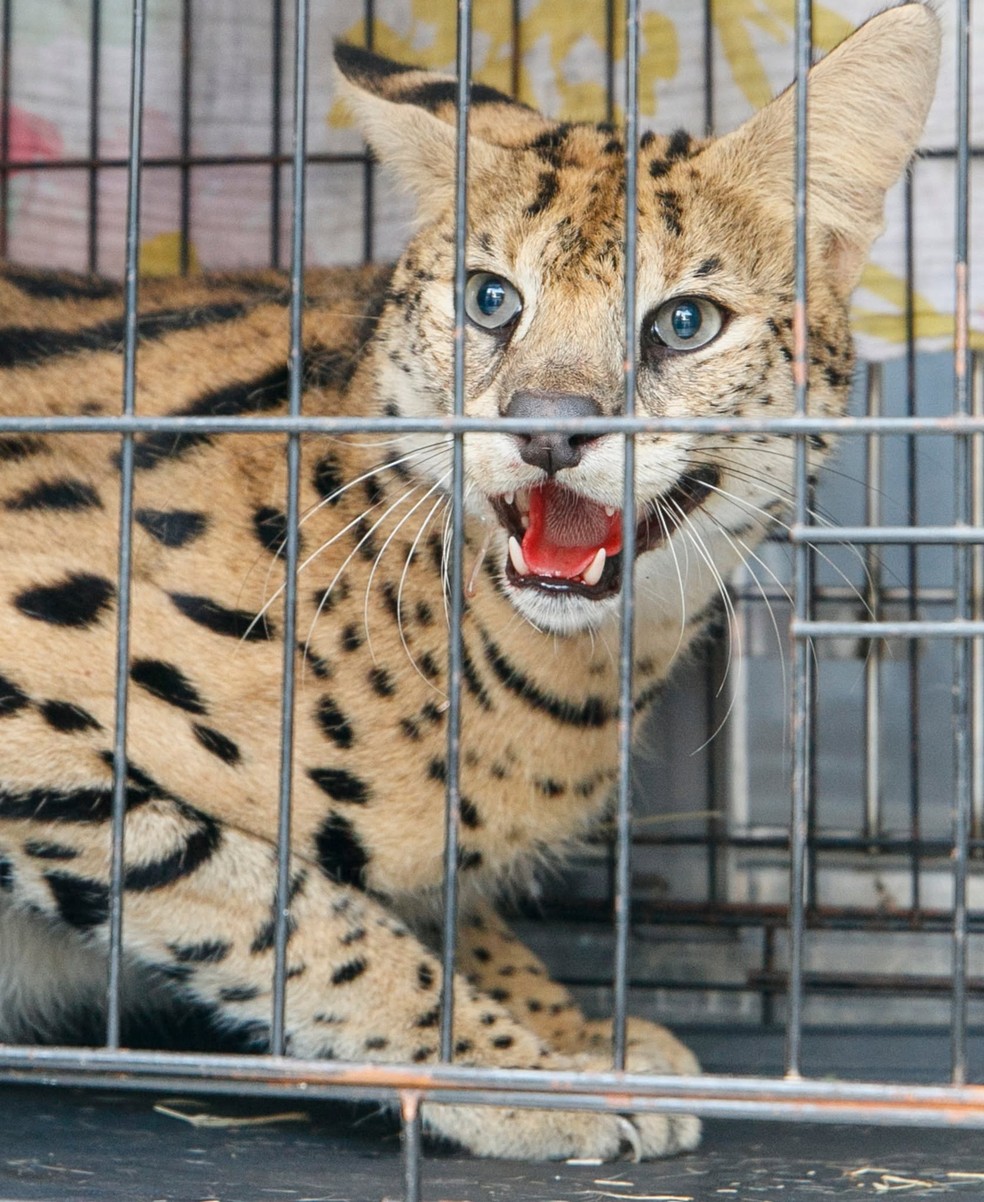 Serval encontrado em casa nos EUA e resgatado pela Jefferson Parish Animal Welfare Service-in de New Orleans. — Foto: John McCusker/JPAWS/Reprodução/Facebook