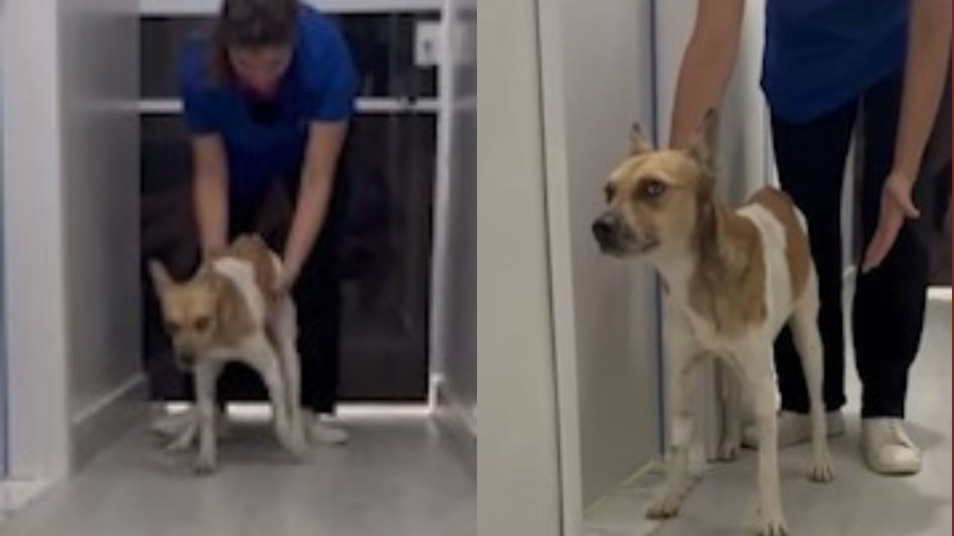 Cão apedrejado em Belém sai do coma e mostra sinais de recuperação; VÍDEO