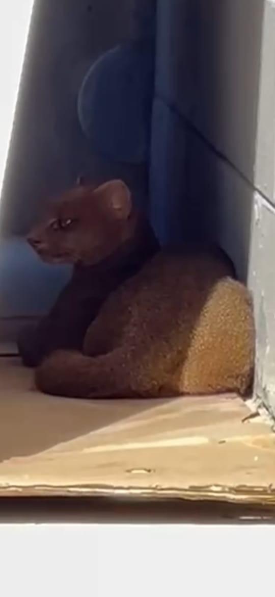 Zoonoses é acionada para resgatar gato-mourisco em Mogi das Cruzes