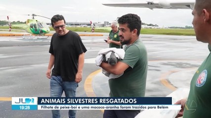 Filhote de peixe-boi e uma macaca-aranha são resgatados e trazidos para Belém
