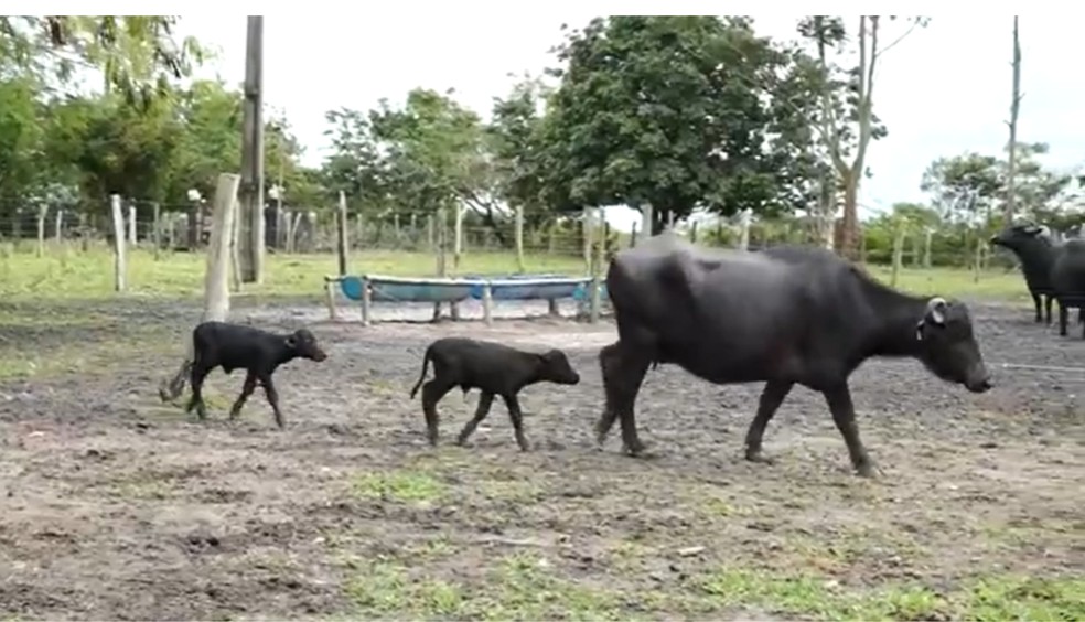 Inseminação artificial de búfalos resulta em melhorias em rebanhos no sul da BA — Foto: TV Santa Cruz
