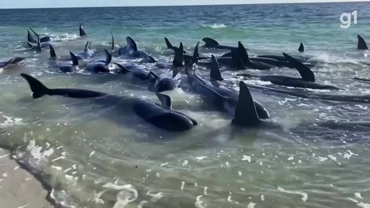 VÍDEO: Mais de 100 baleias-piloto encalham em praia turística da Austrália - Programa: G1 Mundo 