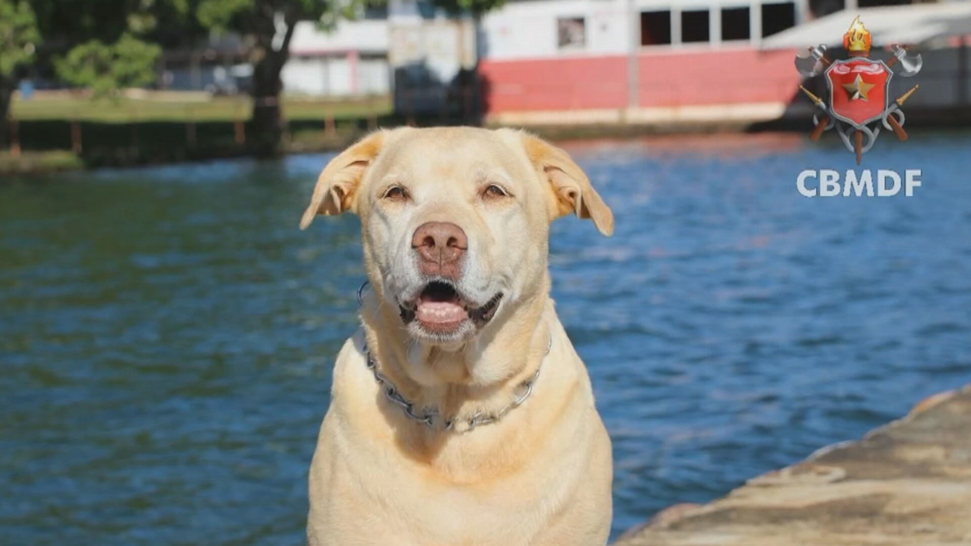 Morre cão do Corpo de Bombeiros do DF que participou dos resgates em Brumadinho