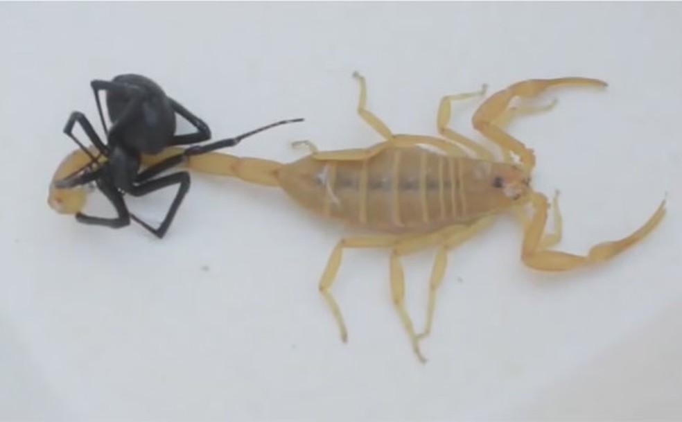 Vídeo mostra duelo mortal entre aranha viúva negra e escorpião amarelo  — Foto: Reprodução/YouTube/Life is Very Beautiful 