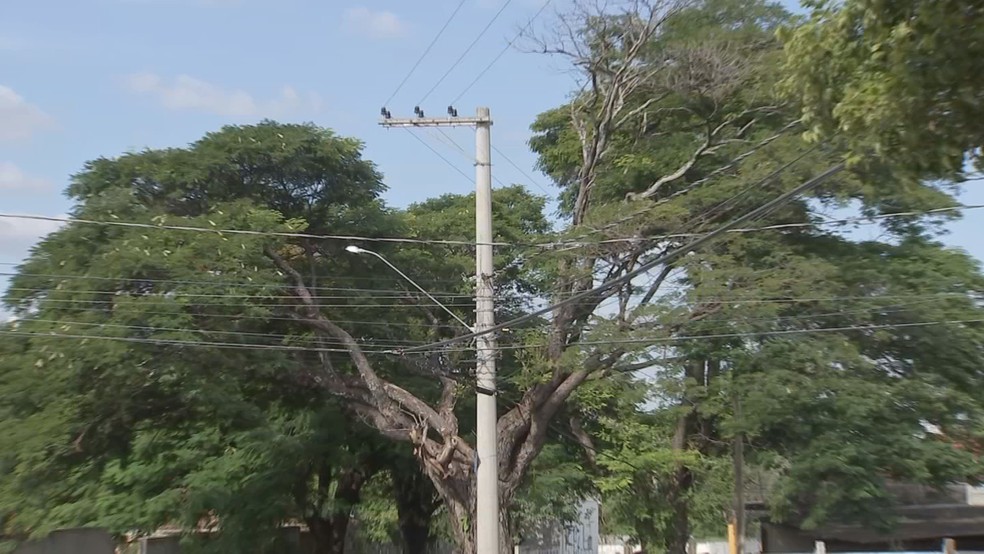 Árvore em situação de risco em Botucatu (SP) — Foto: TV TEM/Reprodução