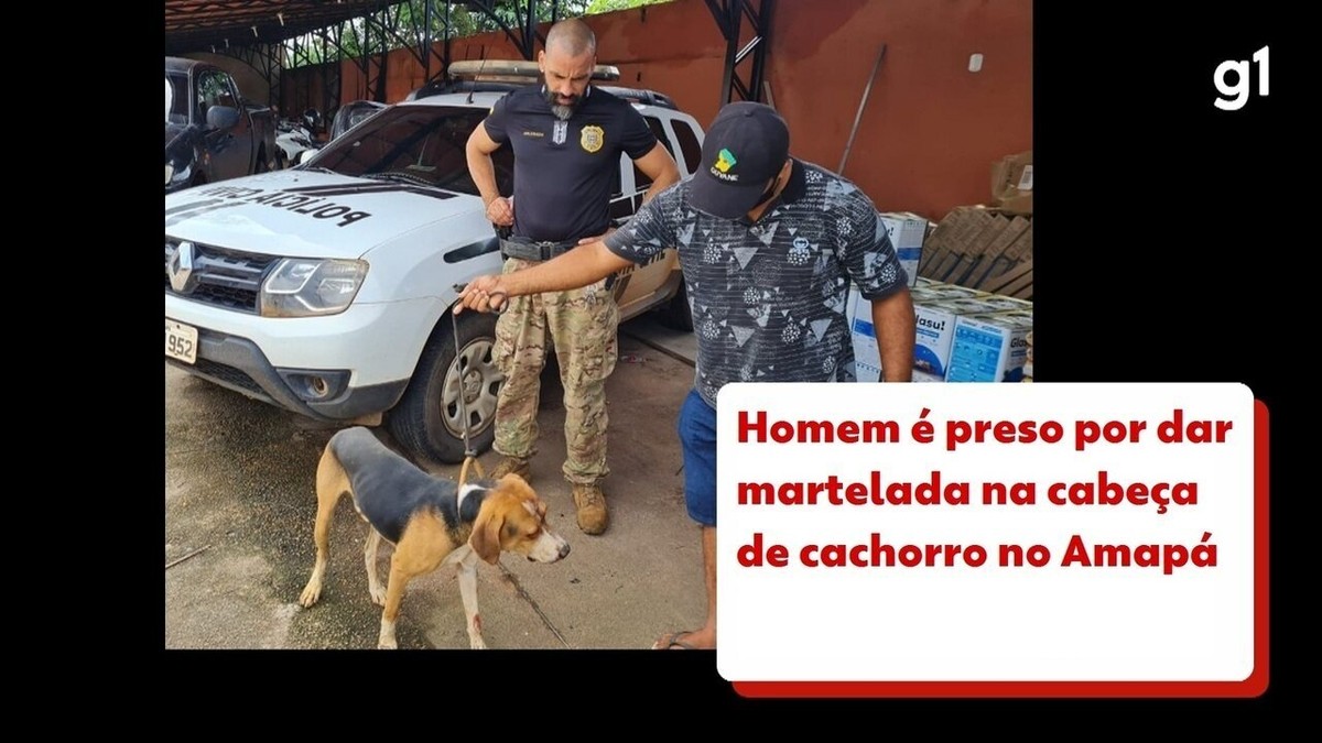 Homem é preso por dar martelada na cabeça de cachorro no Amapá