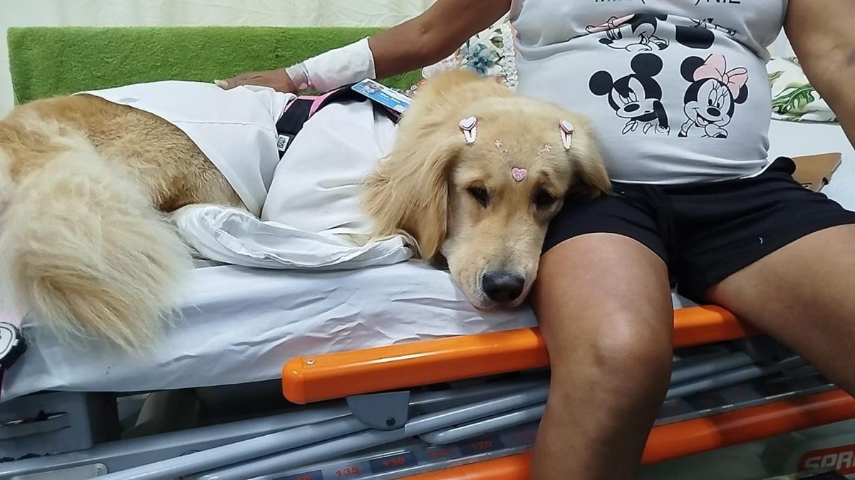 Cadela coterapeuta visita pacientes em UPAs de Petrópolis