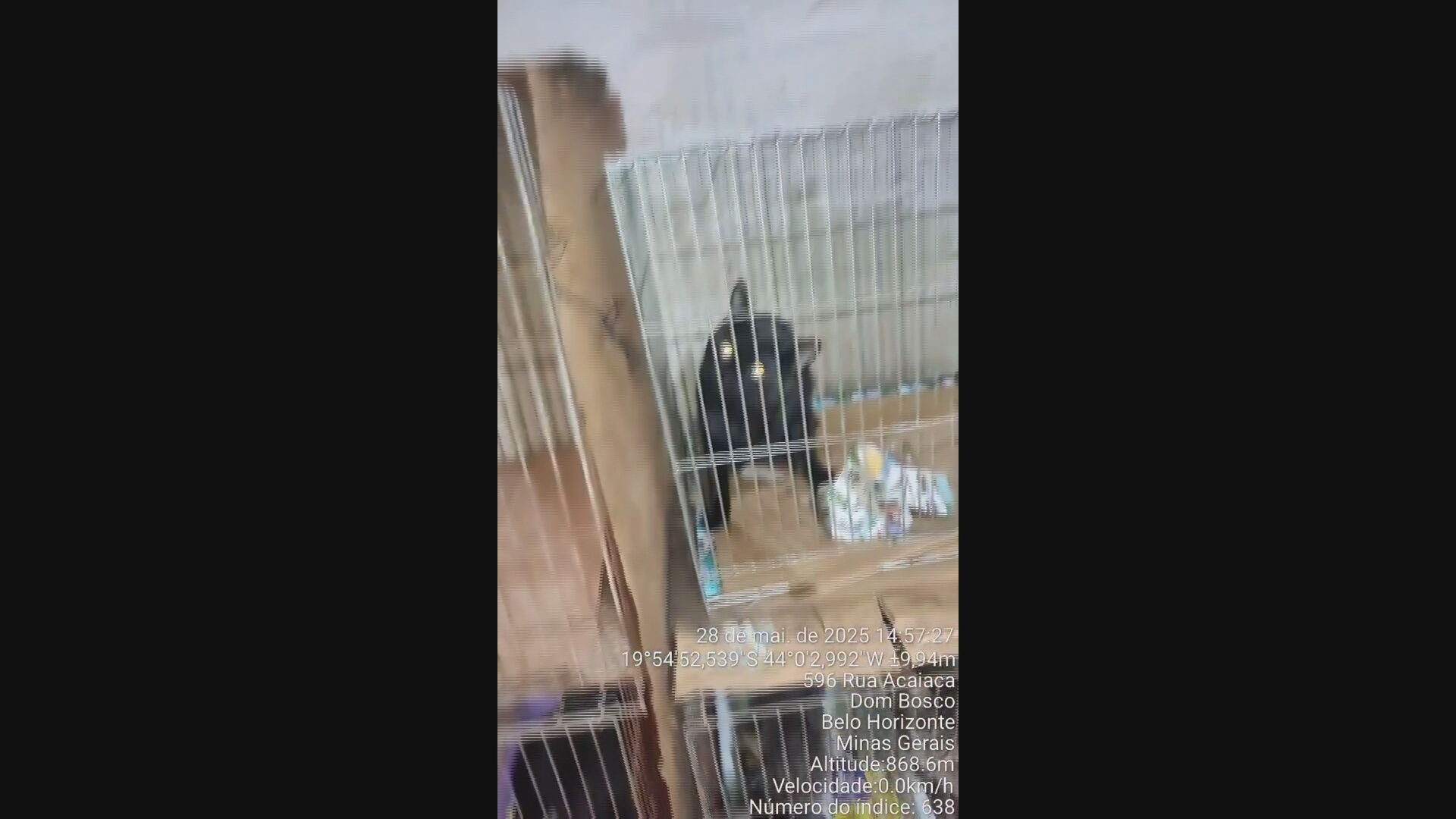 Idosa é denunciada por acumular mais de 100 gatos e mantê-los em gaiolas; VÍDEO
