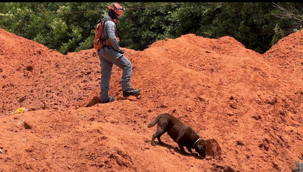 Cães que atuaram em Brumadinho e terremoto na Turquia participam de buscas por jovem desaparecida há mais de 40 dias no interior de SP — Foto: Adriano Baracho/TV TEM