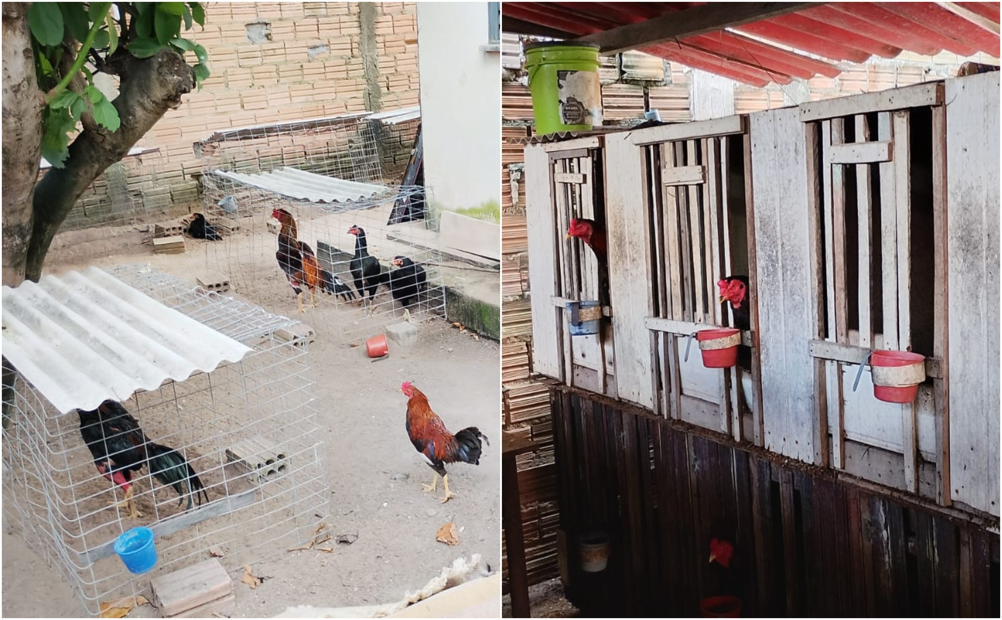 Polícia apreende itens usados em rinhas de galo e investiga se casa é usada como base para atividade ilegal