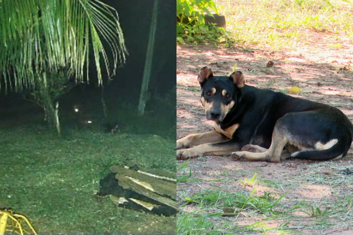 Vídeo: considerado culpado de sumir com galinhas, vira-lata 'prova inocência' botando onças para correr em sítio do PR