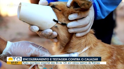 Ação oferece testagem contra calazar e encoleiramento gratuitamente em Palmas